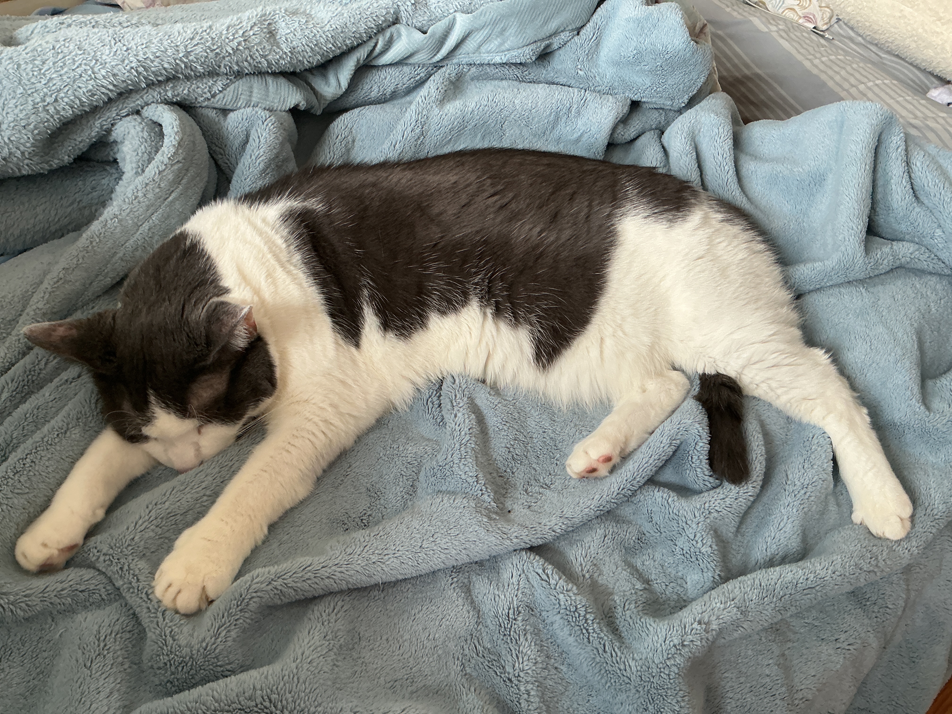 Cozy Cat Seeking a Forever Home and loving caring family